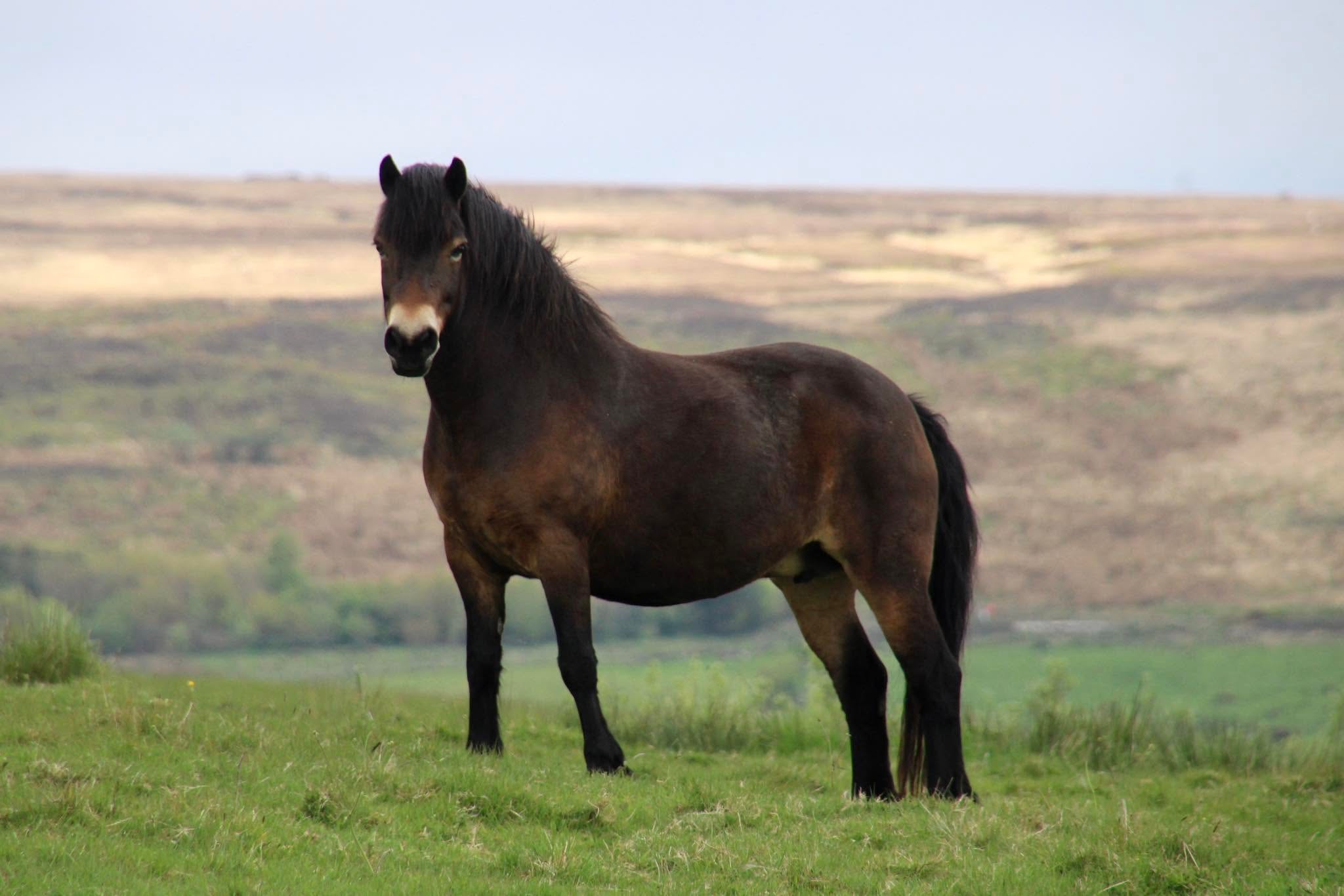 49/121 Coedywern Quince — Darshill Exmoor Pony