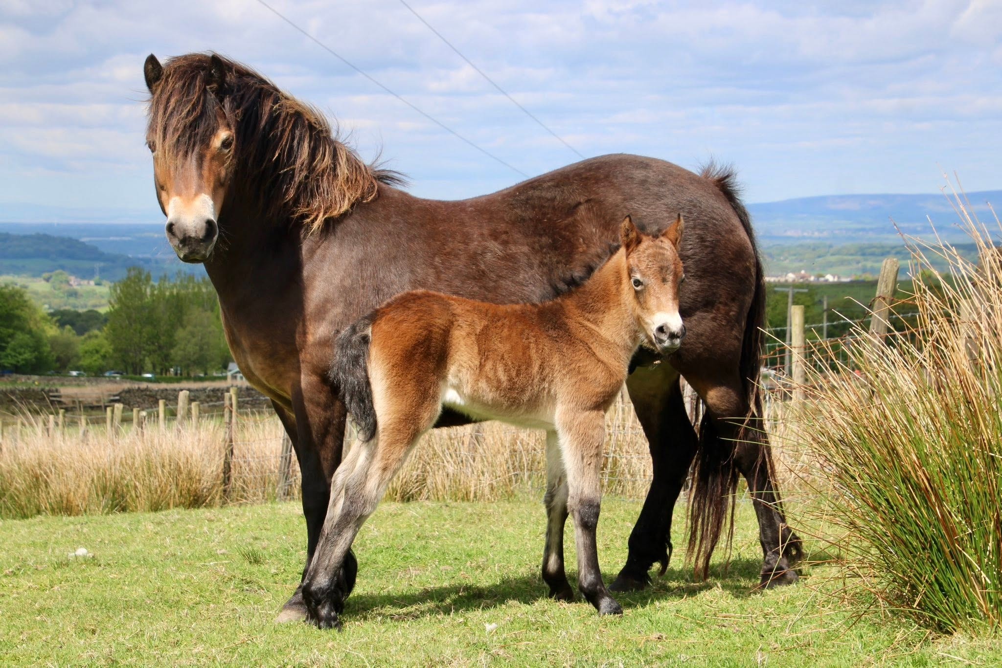 49/129 Coedywern Rambling Rose — Darshill Exmoor Pony