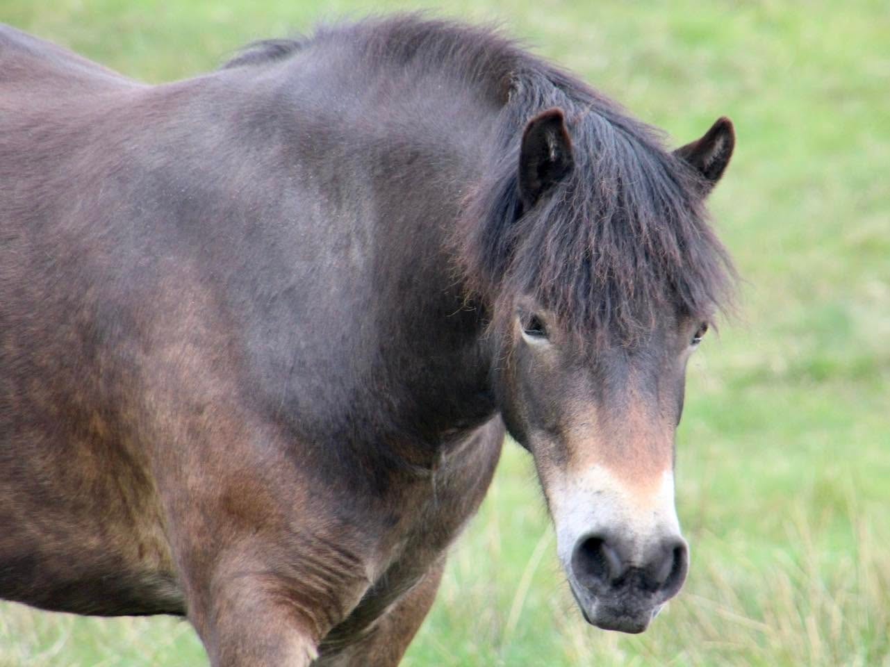 458/32 Darshill America Chavez — Darshill Exmoor Pony