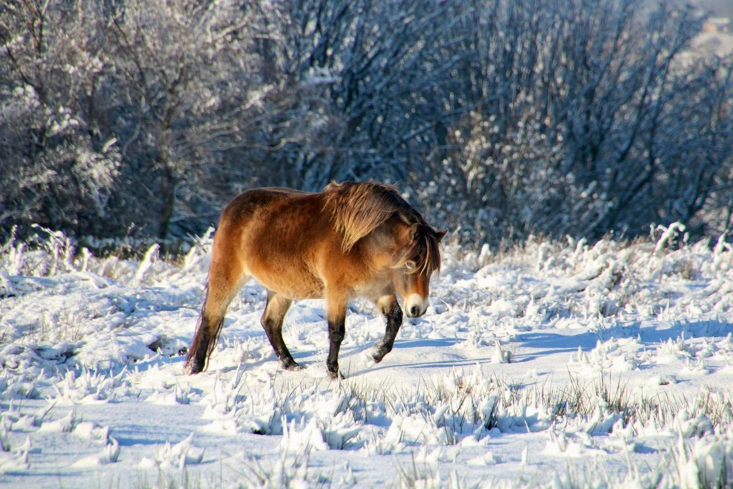 458/22 Darshill Gamora — Darshill Exmoor Pony