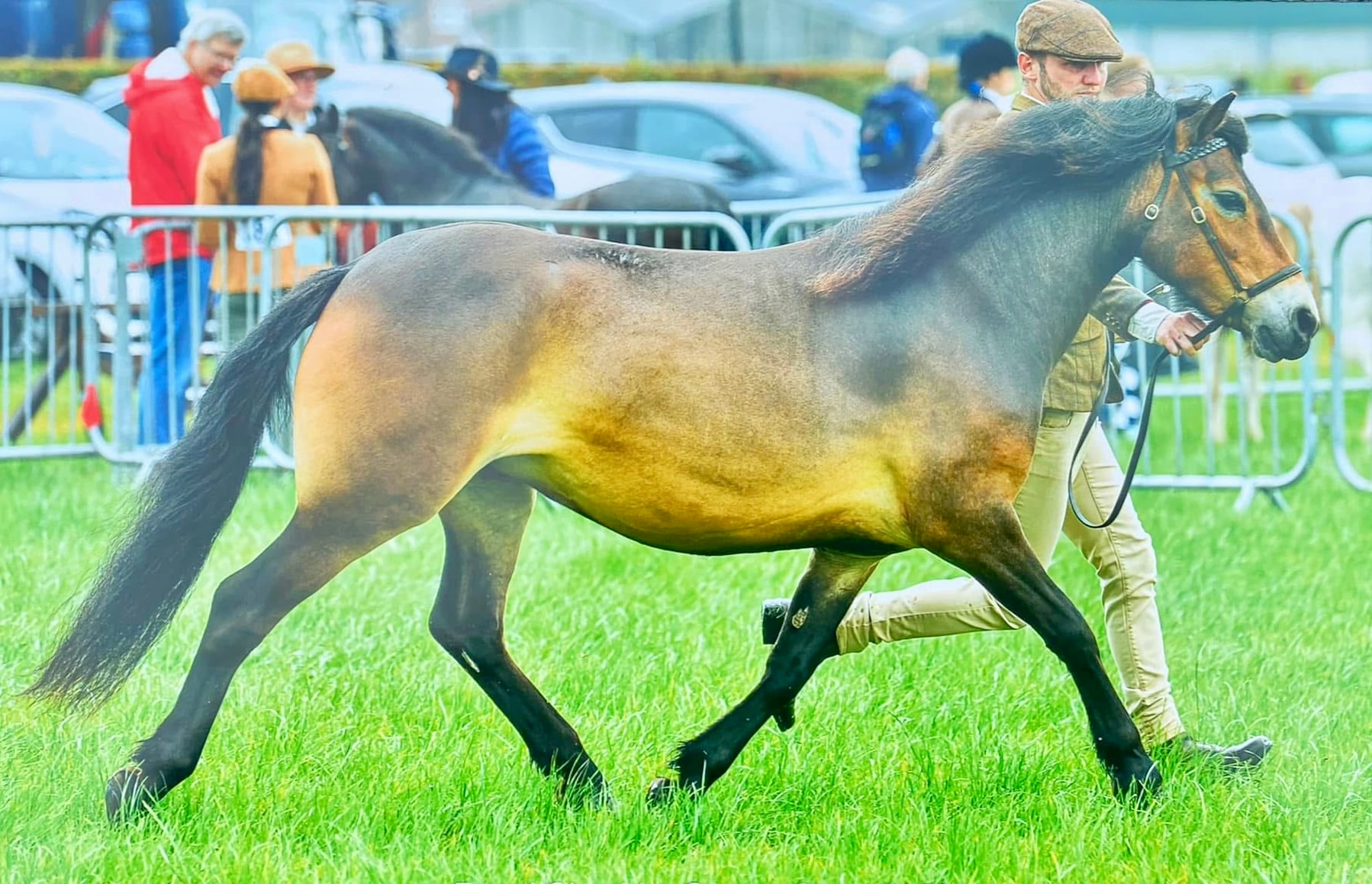 458/28 Darshill Mantis — Darshill Exmoor Pony