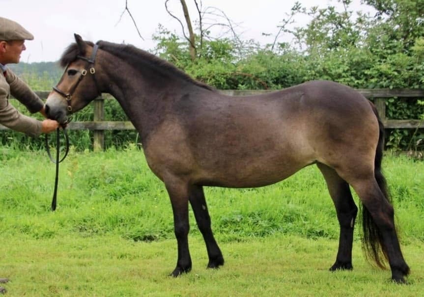 458/23 Darshill Nebula — Darshill Exmoor Pony