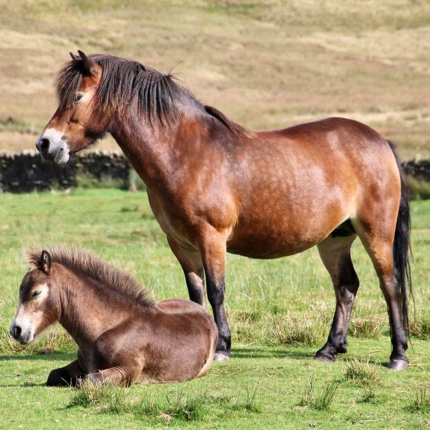 458/14 Darshill Princess Charlotte — Darshill Exmoor Pony