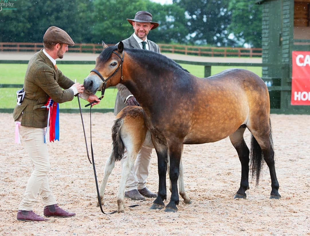 458/15 Darshill Psylocke — Darshill Exmoor Pony