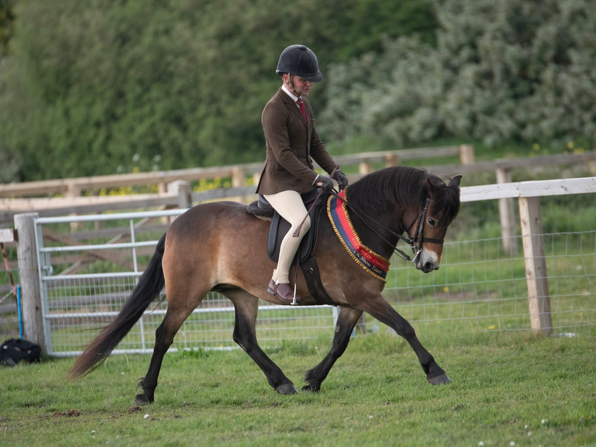 458/24 Darshill Shuri — Darshill Exmoor Pony