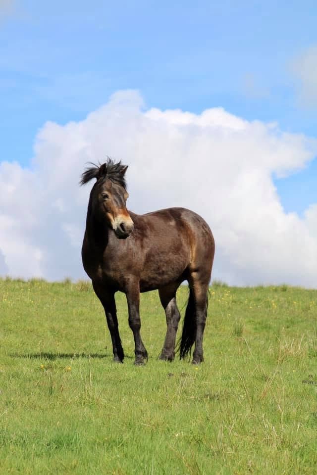 78/160 Dunkery Quelea — Darshill Exmoor Pony