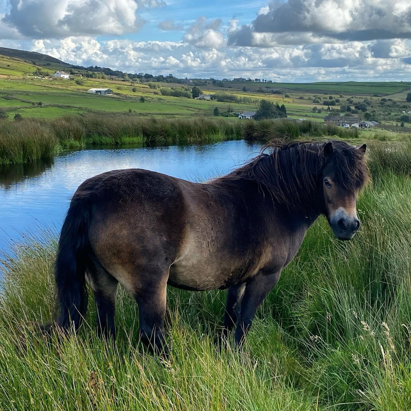 9/154 Frithesden Singing Grass — Darshill Exmoor Pony