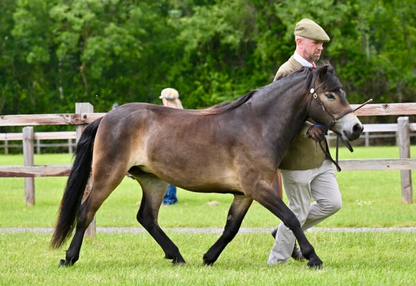 458/40 Darshill Agent Carter
2024 Filly
