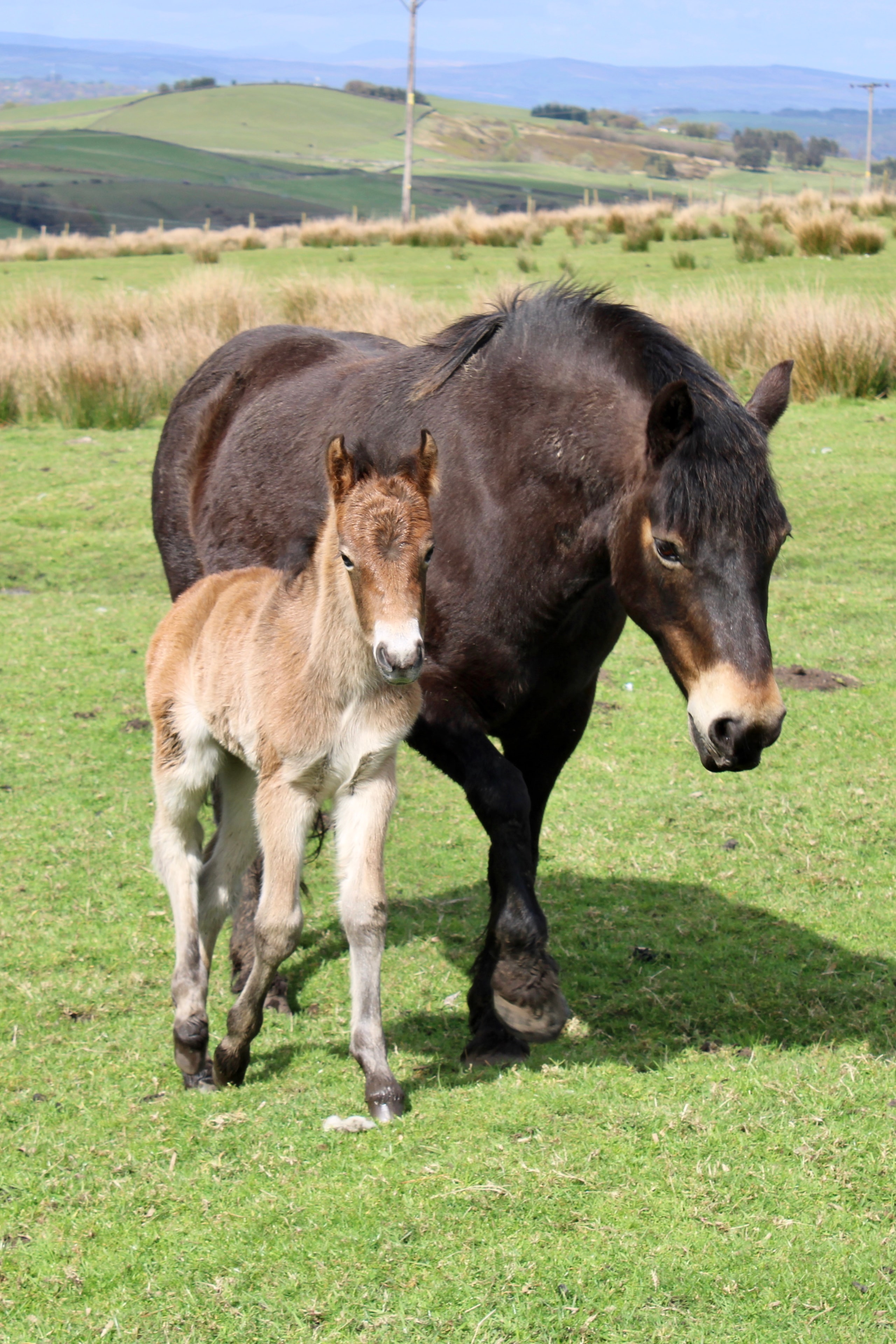 Darshill Connie Lin
2026 Filly