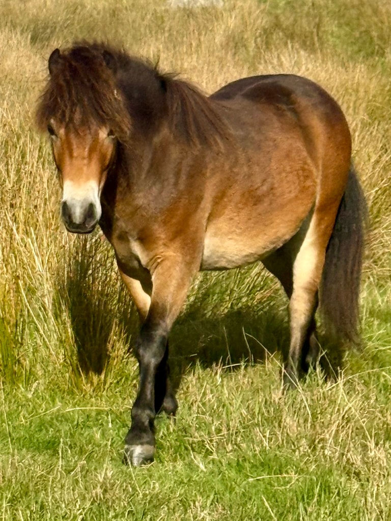 Darshill Logan in the field