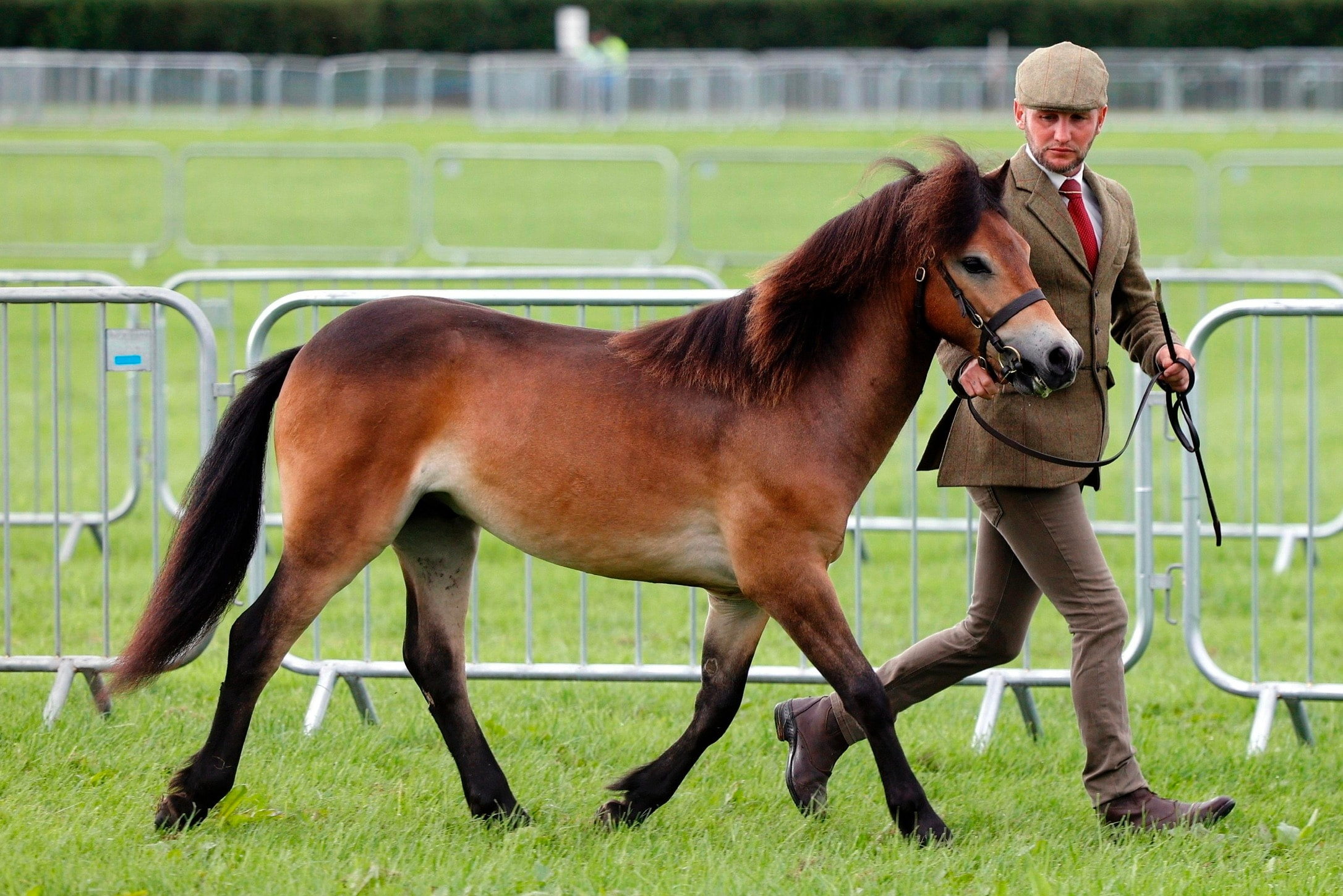 Darshill Logan trotting at a show