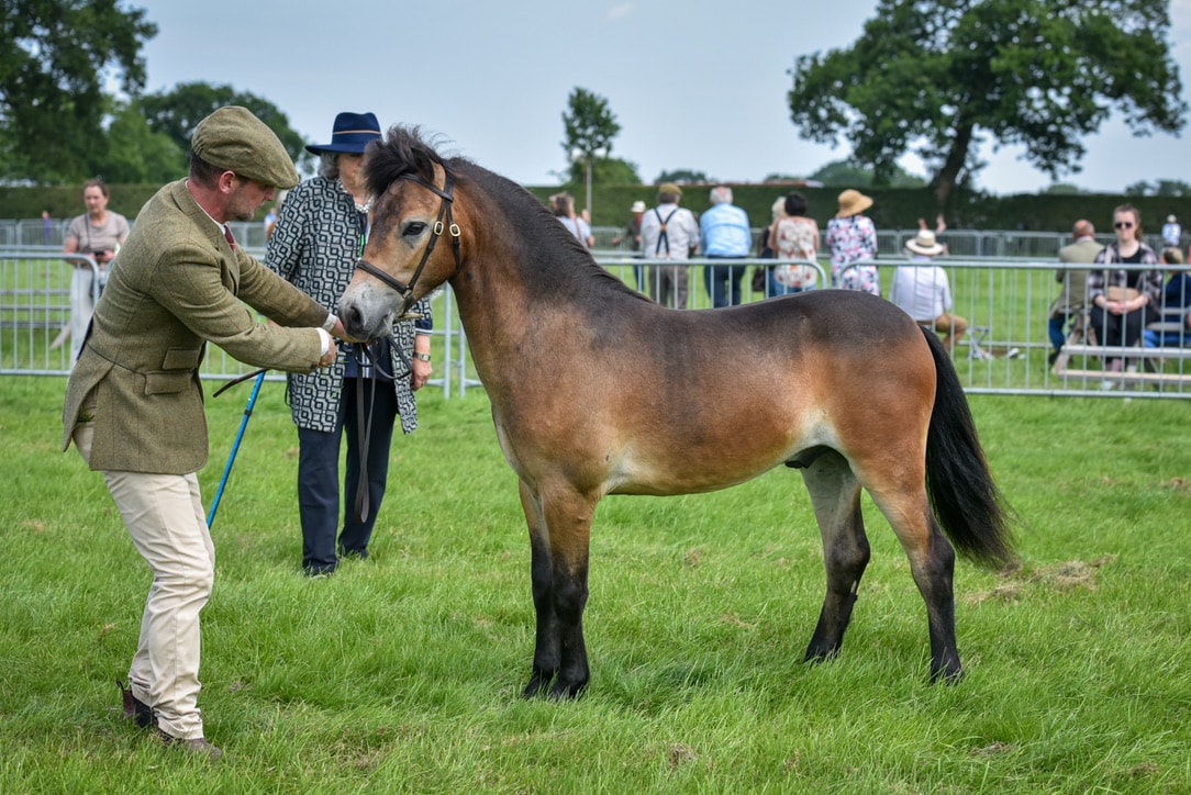 Darshill Logan being presented at a show