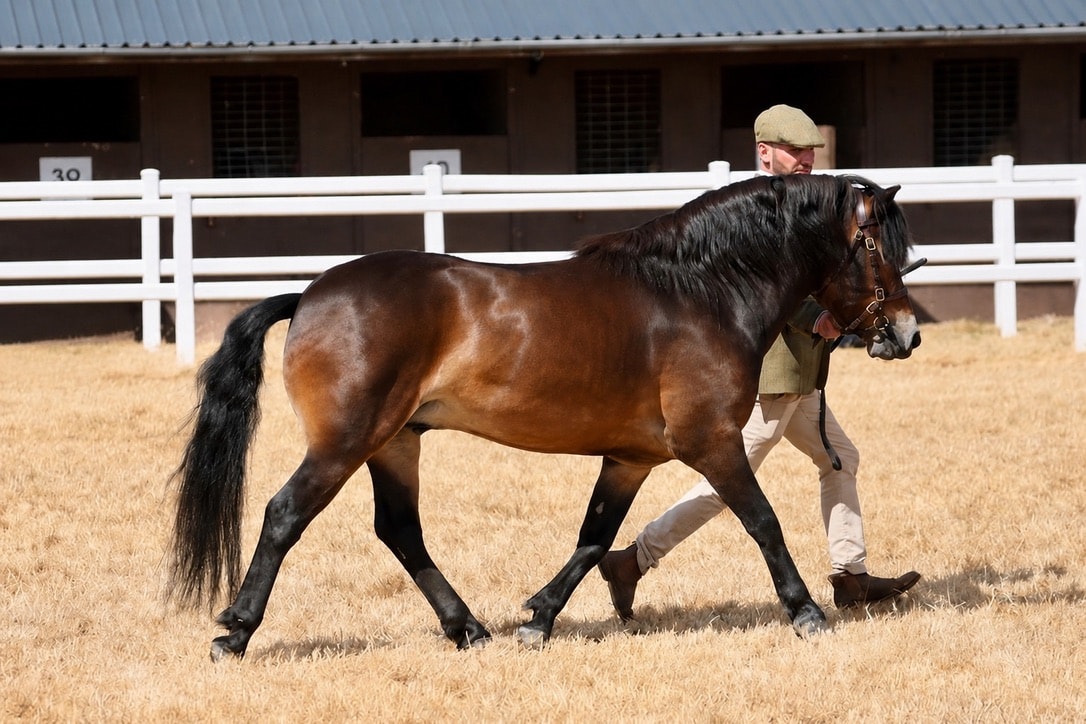 Darshill Peter Parker trotting in an arena