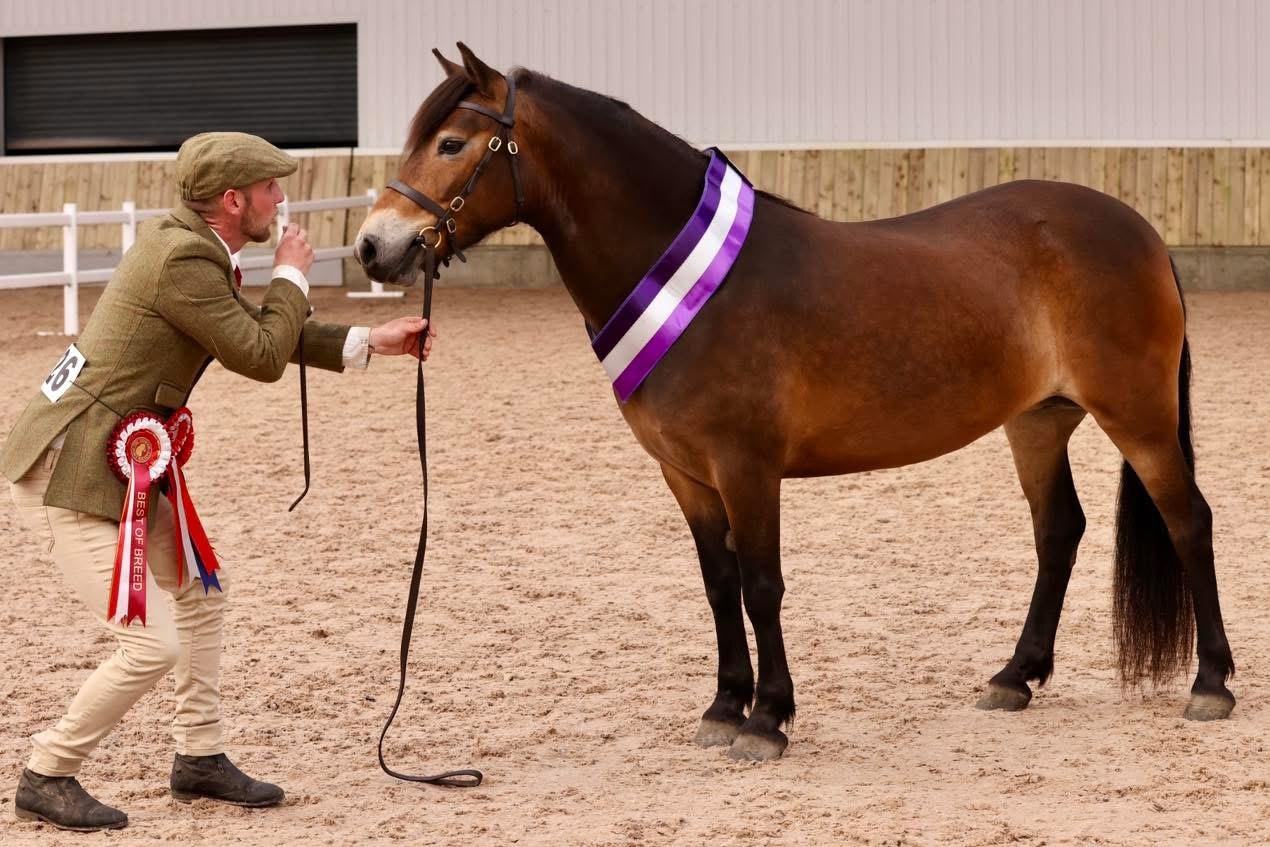 Darshill Shuri in-hand with Best of Breed rosette