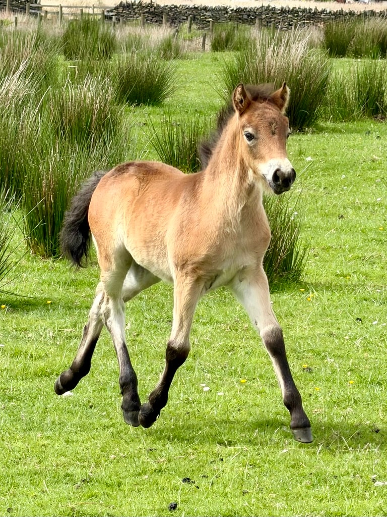 Darshill Yelena Belova
2026 Filly